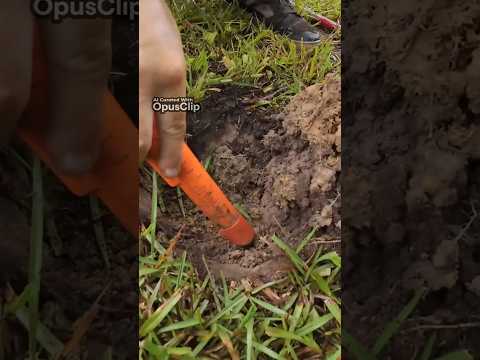 Silver Coins Kept Popping Out of The Hole! #metaldetecting #silvercoins #spill