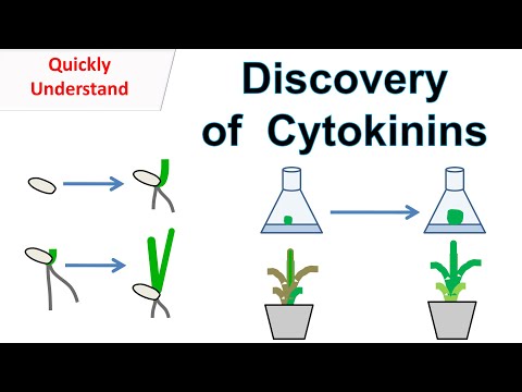 Discovery of Cytokinins | Function of cytokinins