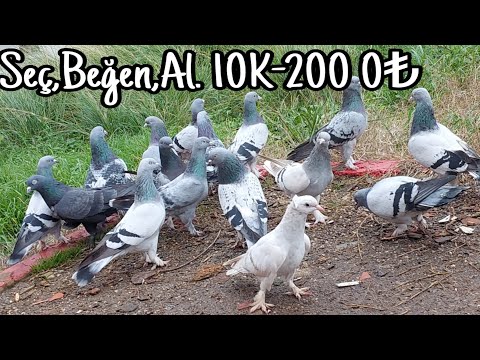 Seç,Beğen,Al. 10Kuş-2000pey.