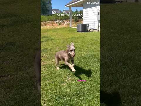 #staypositive #keepgoing like a #labradoodle #zoomies #cutedog #keepmoving