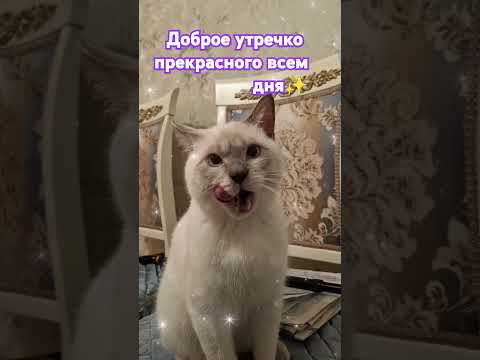 #доброеутро #прекрасногодня #shortsvideo