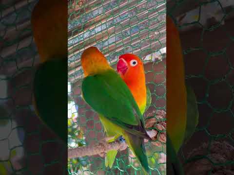 Smart lovebird Parrot , Smart Little Cute Parrot  #training #smartparrot #cute