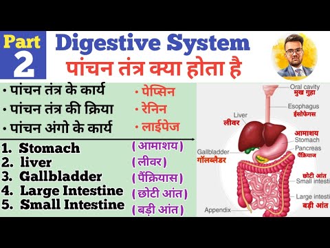 Digestive System In Hindi | पाचन तंत्र | Stomach | Liver | Small Intestine | Large Intestine | HCL