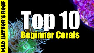 Top 10 Best Beginner Corals For Your Reef Tank