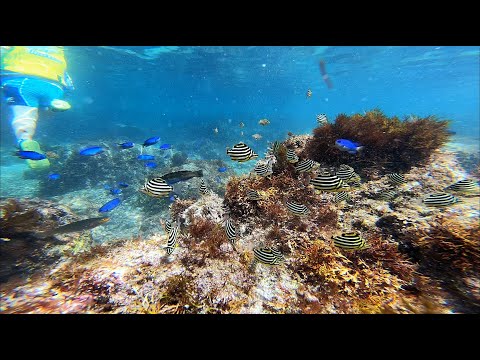 Snorkeling(manazuru japan)