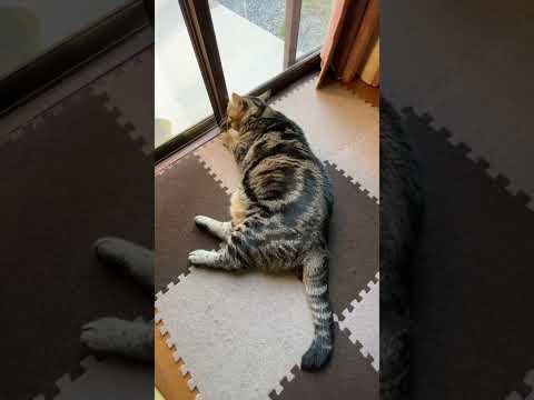 本日も尻尾ぶんぶんの猫さんの巻2#ねこのいる暮らし #ねこ動画 #cat #ねこのいる生活