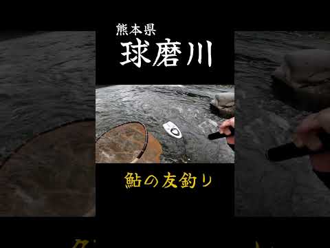 熊本県球磨川で鮎の友釣り！！【2024年8月】#友釣り #鮎釣り #釣り #fishing