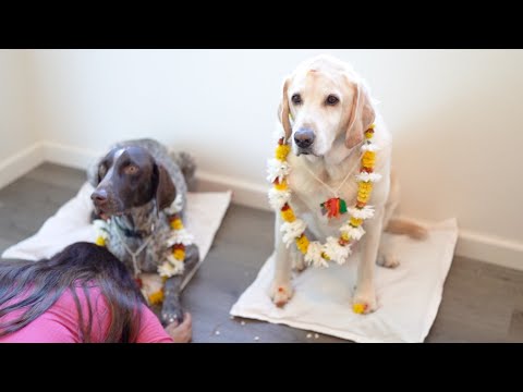 Kukur Tihar | Dog Worship Day