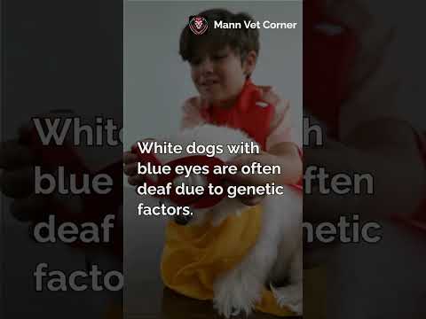 Part 1. Fascinating Dog Colour #mannvetcorner #viralshorts #dog #facts