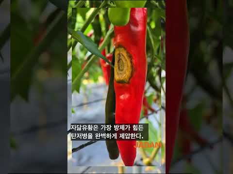 탄저병 종결자 자닮유황 #자닮 #유황