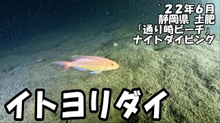 イトヨリダイ（’２２年６月　静岡県土肥　ナイト）｜ダイビング｜【よしおちゃんねる】