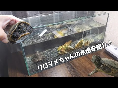 【ミシシッピニオイガメ】我が家のカメの水槽を紹介♪静音ポンプと水中フィルターでカメのアクアリウム♪【ジェックス グラステリアスリム450 水作 フラワー ボトムフィルター 水心 SSPP-3S 】