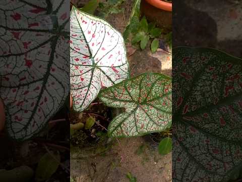 caladium🪴🌱#gardendreams #gardenplants #caladium #wayanad #plants #youtubeshorts #trending