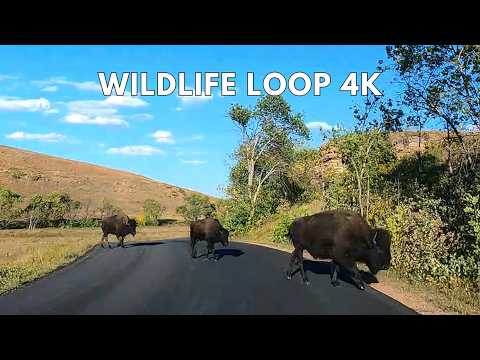 Wildlife Loop Road Scenic Drive | Custer State Park 4K Driving Tour