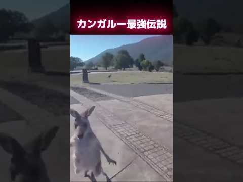 だから最後ズルいって笑　#海外の反応 #おもしろ動画 #動物　#海外の反応　#海外　#海外おもしろ　#チョロくて草