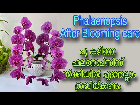 Phalaenopsis after blooming care /പൂ കഴിഞ്ഞ ഫലനോപ്സിസ് ഓർക്കിഡിൽ എന്തെല്ലാം ശ്രദ്ധിയ്ക്കണം