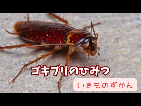 【いきものずかん】ゴキブリのひみつ