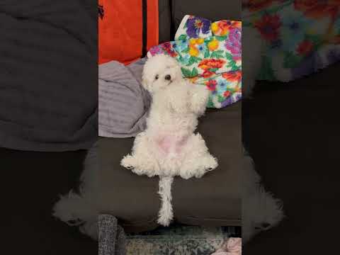 食後#dog #犬#cute #かわいい #puppy #poodle #maltese #mix #funny #tokyo ​⁠@junn2022