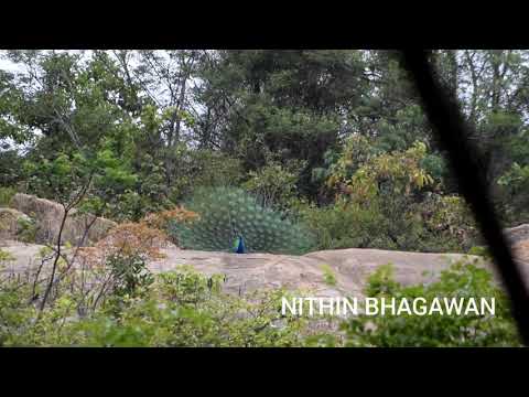 Turahalli forest Bangalore... Peacock attracting peahen