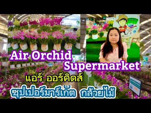 ซุปเปอร์มาร์เก็ตกล้วยไม้ Air Orchids แอร์ ออร์คิดส์ บางเลน ทุเรียนตลาดกิเลน Bang Len Nakhon Pathom