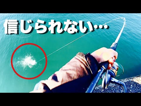 【衝撃】異常にでかいみんなが大好きなあの魚が爆釣でした。