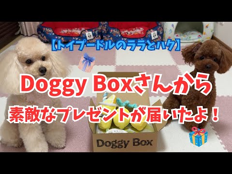 Doggy Boxさんから素敵なプレゼントが届いたよ！【トイプードルのララとハク】