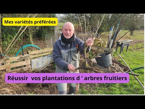 Voici les bons gestes pour planter un arbre fruitier