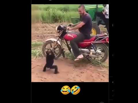 Chimpanzee #catlover #animals #funny #funnyshorts #funnyvideo