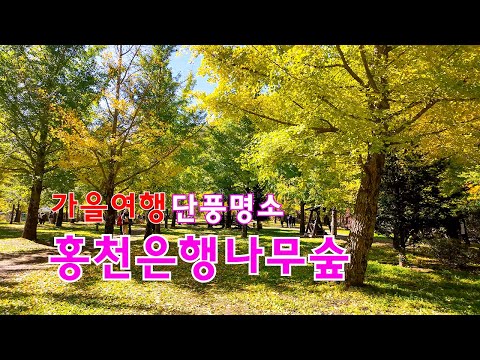 2024홍천은행나무숲 | 홍천가볼만한곳 | 가을여행추천 | 단풍명소 | 강원도여행 | Hongcheon Ginkgo Forest