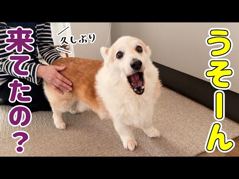 大好きなお客さんが来たのに全然気づかないシニア犬です