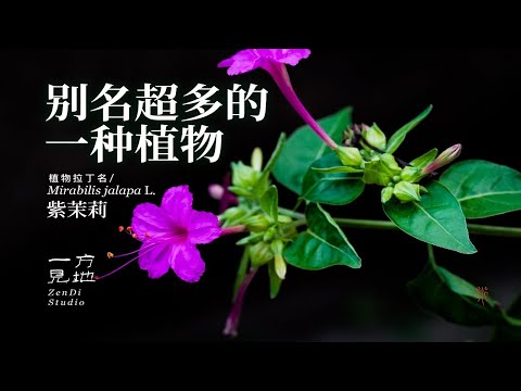 大自然是包容的，送你一朵花、赠你一片叶，就可以让你快乐起来