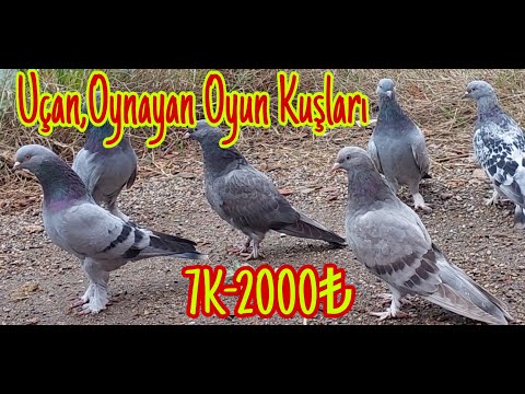 Uçan,Oynayan Oyun Kuşları.