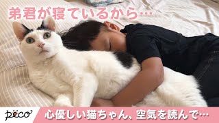 空気を読んで…弟思いな心優しい猫ちゃん😽 【PECO】