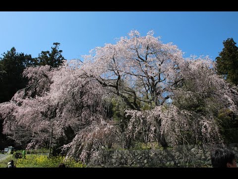 2020年　枝垂れ桜満開 / パガニーニの主題による狂詩曲 第１８変奏