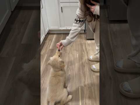 puppy night routine 🥹🤍 golden retriever puppy first bath 😭🐾 #puppylife #nightroutine