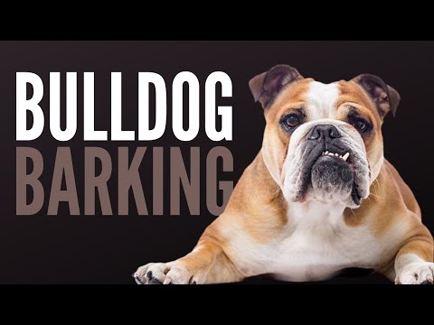 Bulldog Barking Is Actually Scary