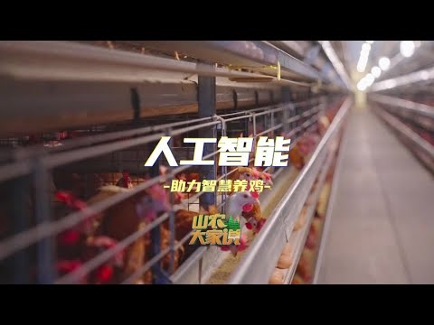 【山農大家說】人工智能 助力智慧養雞