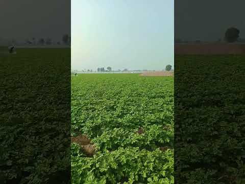 Potato Crop Verity Isme 60 days | #farming #potatofield #potatocultivation #agriculture