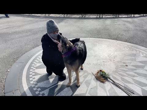 Ep193 Jan 2021 NY Central Park German Shepherd's Hiking Video Series Hiking with Dog