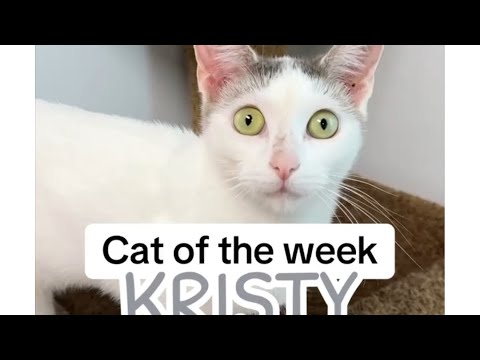 Cat of the Week ~ Kristy