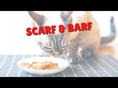 Cats That Vomit Their Food | Two Crazy Cat Ladies