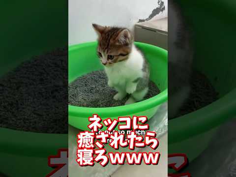 ネッコの動画で癒されたら寝ろｗｗｗ　#2ch #2ch動物スレ #2ch面白いスレ #動物 #犬 #猫 #癒やし #ねこ