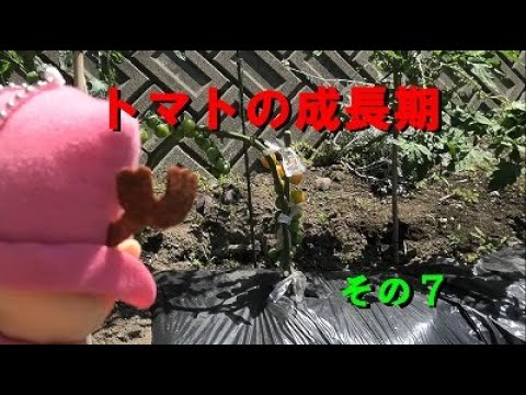 トマトの成長期（第9週目）