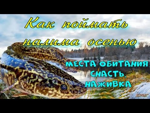 Как поймать налима осенью. Места обитания, снасть, наживка