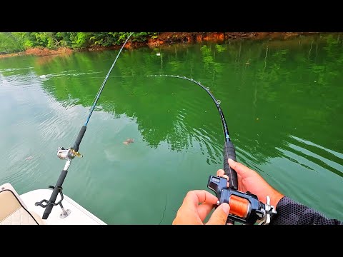 Using Live Bait to get Big Fish!!   (Backwoods Fishing)