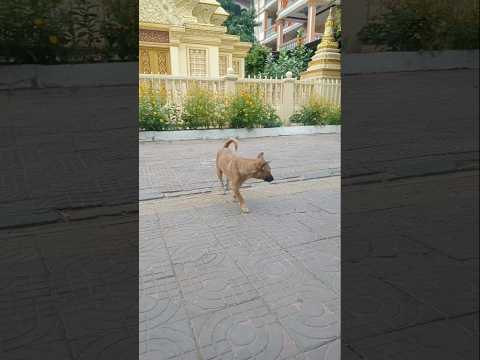 Brown dog cute in the temple #dogismylife #straydoglove #strayanimals #straydogslife #dogsworld