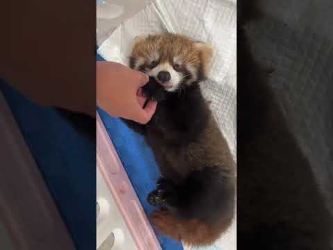 The red panda's cry is still sweet. The red panda really looks like a little baby. Cute pet dail