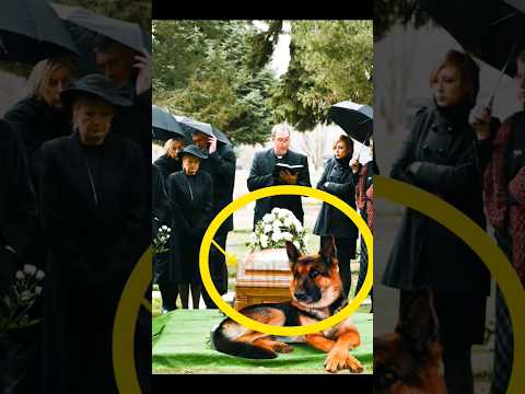 THE DOG REFUSED THE OWNER BE BURIED #shorts #youtubeshorts #dog #doglover #animals #trending #foryou