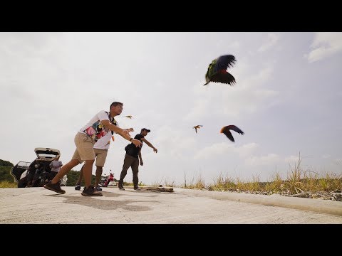 Be amazed by the parakeets flying in the sky! - John Mendoza