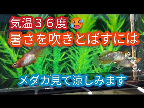 気温３６度🥵暑さを吹きとばすには…🐟メダカ見て涼しみます🎐#メダカ #めだか #改良メダカ #茨城メダカ #暑さ対策 #涼しい #メダカ観賞 #メダカ好き #メダカ飼育